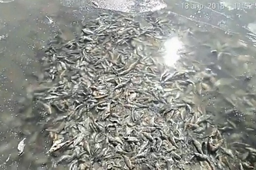 На Южном Урале озеро заполонила мертвая рыба