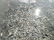 На Южном Урале озеро заполонила мертвая рыба