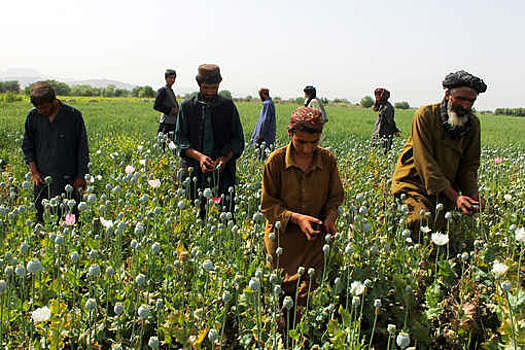Эксперт объяснил манипуляции талибов с ценами на мак