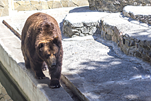 Мать сбросила 3-летнюю дочь в вольер к медведю в Ташкенте