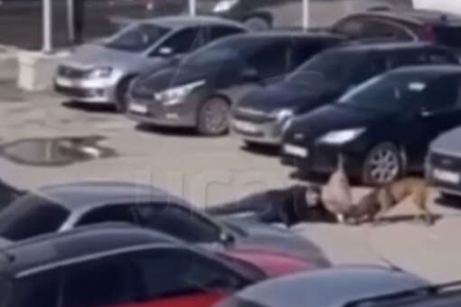 В Перми пострадавший от нападения бойцовые собак мужчина перенес операцию