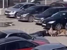 В Перми бойцовые собаки напали на мужчину