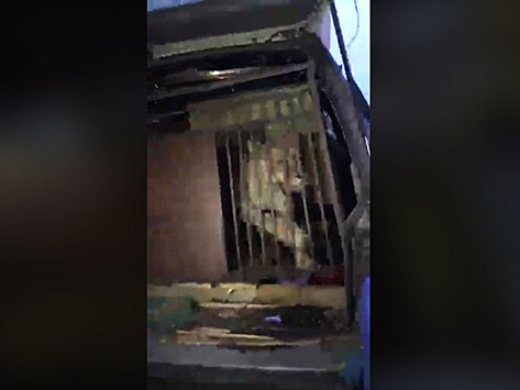 На Челябинской парковке нашли автомобиль со львицей, питонами и пуделями