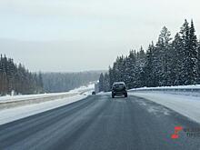 Волонтеры нашли собаку, выжившую в страшном ДТП на трассе Тюмень – Нижняя Тавда