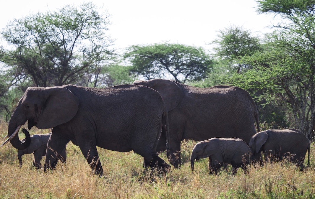 Массовая гибель слонов в Ботсване связана с проявлениями глобального потепления