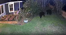 Задний двор частного жилища стал полем ожесточённой битвы двух медведей во Флориде