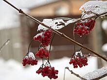 Москвичам спрогнозировали ледяной дождь