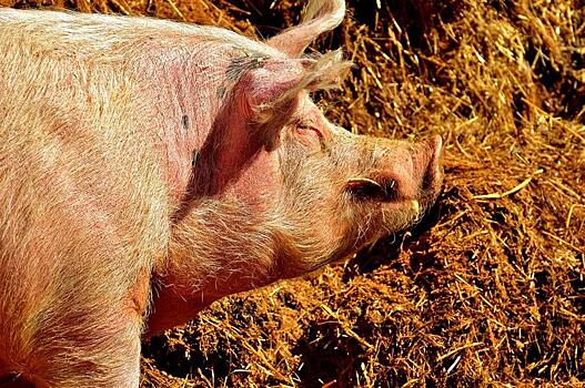 Бразилия запретила 3 стимулятора роста животных для отрасли свиноводства