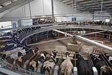 «ЭкоНива» приобретает молочное хозяйство в Рязанской области