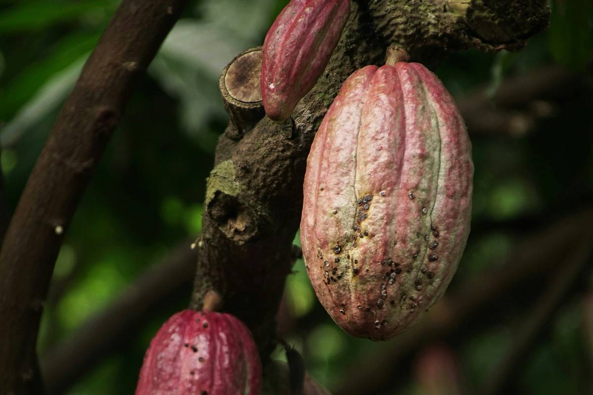 Какао рекордно подорожало из-за глобальной проблемы