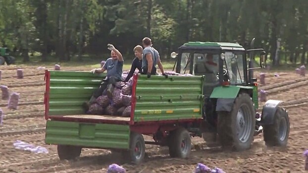 Ударный выходной. Лукашенко с сыном выкопали картошку