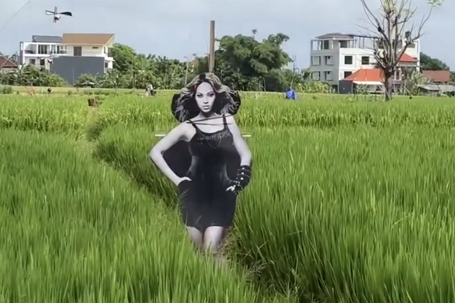 В Индонезии фермер установил пугало в виде Бейонсе для защиты урожая от птиц