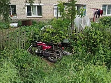 Собака в Шахунском районе спровоцировала аварию с участием пожилого мопедиста