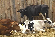 В Шигонском районе появится хозяйство по выращиванию крупного рогатого скота