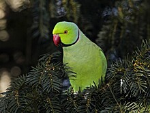 Украинка купила попугая, который поет гимн России