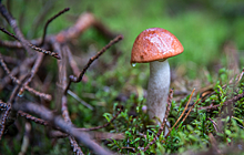 Токсиколог Чекмарёв предостерёг от самолечения в случае отравления грибами