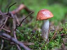 Токсиколог Чекмарёв предостерёг от самолечения в случае отравления грибами