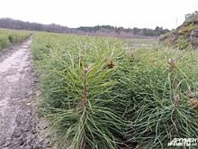 Более 1,5 миллиардов рублей принесла аренда красноярских лесов за 9 месяцев