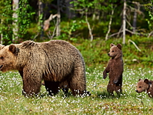 В Сеть попало видео, как медведица оттащила с дороги раненого детеныша