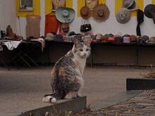 Полиция начала проверку после сообщения о поджоге уличного кота в Домодедове