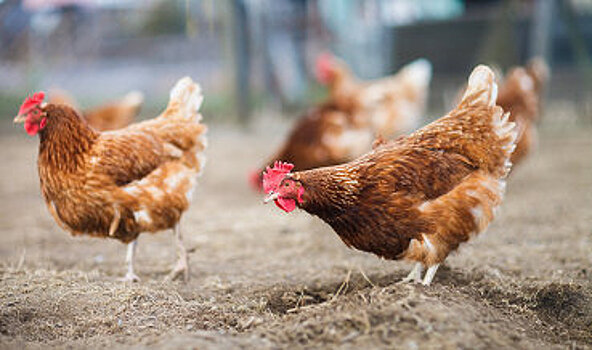 Группа "Черкизово" застраховала почти 19 млн кур
