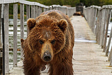 В Якутии на двух работников Чаядинского месторождения напал медведь