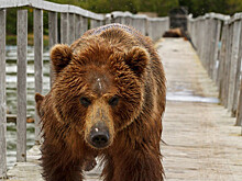 Раненного медведем в тайге охотника спасли спустя почти месяц благодаря записке