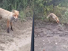 Водители в Тындинском районе засняли на видео голодную лису и накормили ее сосисками