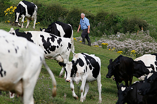 Британские фермеры перестали брать россиян на работу в полях