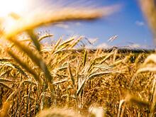 «Объединенная зерновая компания» планирует создать сибирское представительство