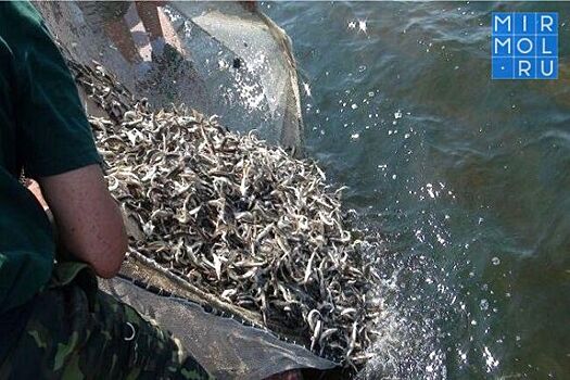 В Дагестане новые корабли начнут добывать рыбу кильку