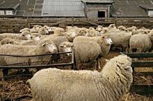 Ставропольские овцеводы ожидают более 150 тысяч ягнят в 2018 году