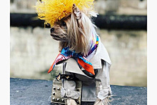 Собака-блогер поразила фотографов дорогим нарядом
