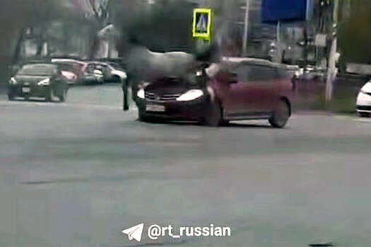 В Хабаровске лошадь запрыгнула на машину, разбила лобовое и попала на видео
