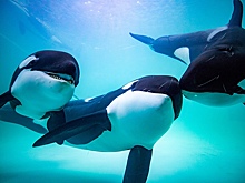 На Сахалине косатки сопроводили лодки с туристами и попали на видео