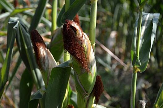 Кукурузная листовая совка-мутант, атакующая Китай, обладает высокой устойчивостью к традиционным пестицидам