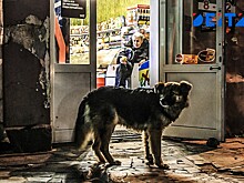 Три стаи на микрорайон: бродячие собаки кошмарят портовый город в Приморье