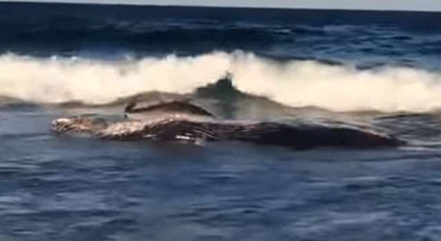 Выбросившуюся на берег ради еды акулу сняли на видео