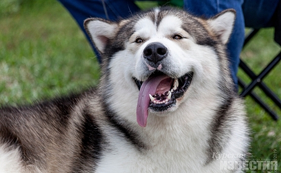 В конце сентября в Курске пройдет международная выставка собак