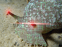 Киберслизень с искусственным интеллектом не уступает настоящему хищнику