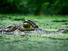 Крокодил убил мужчину на глазах семьи во время купания