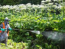 Россиянам учредят новую повинность - бороться с борщевиком