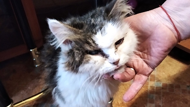 Застрявшего в батарее кота спасли в Череповце