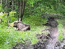 Попавшего в ДТП лося спасли в Кстовском районе