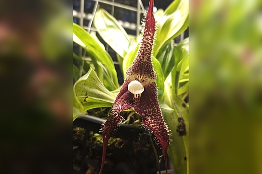 В Москве в "Аптекарском огороде" расцвела орхидея-вампир