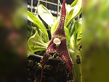 В Москве в "Аптекарском огороде" расцвела орхидея-вампир