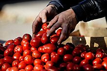 Россельхознадзор разрешил ввоз турецких помидоров