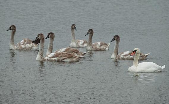 В курском пруду живёт семья лебедей-шипунов