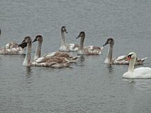 В курском пруду живёт семья лебедей-шипунов