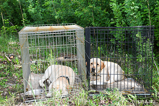 Прокуратура ЯНАО отчитала мэрию за отлов бездомных собак. Новости URA.RU работают